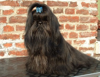 Akito shan du clos chadocay