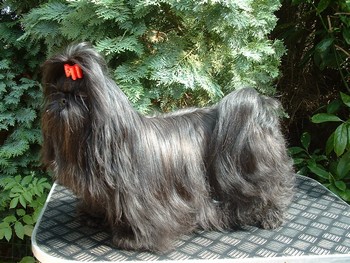 Akita black pearl du clos chadocay