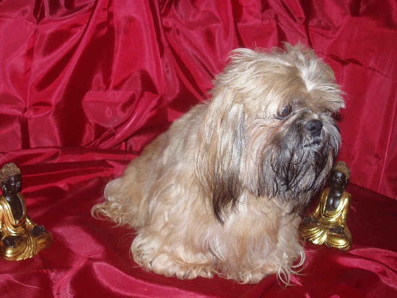 Shangaie du clos chadocay